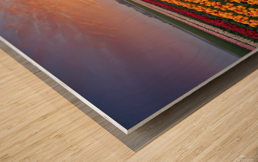 Beautiful Red and Yellow Tulips With RainDrops with sunrise   Wood print