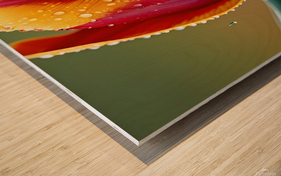 Clous-UP Beautiful Red and Yellow Tulips With RainDrops Wood print