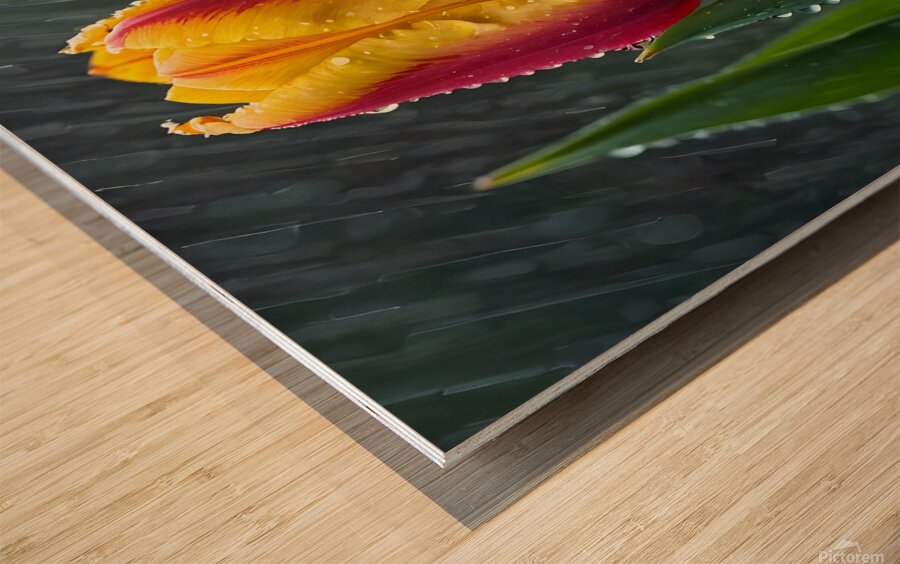 Clous-UP Beautiful Red and Yellow Tulips With RainDrops Wood print