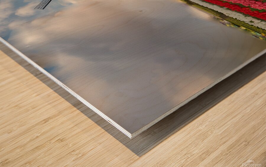 Beautiful Red and Yellow Tulips with sunrise with Windmill   Wood print