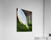 Snowy Egret Silhouette  Acrylic Print
