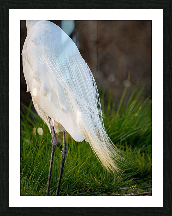 Snowy Egret Silhouette  Picture Frame print