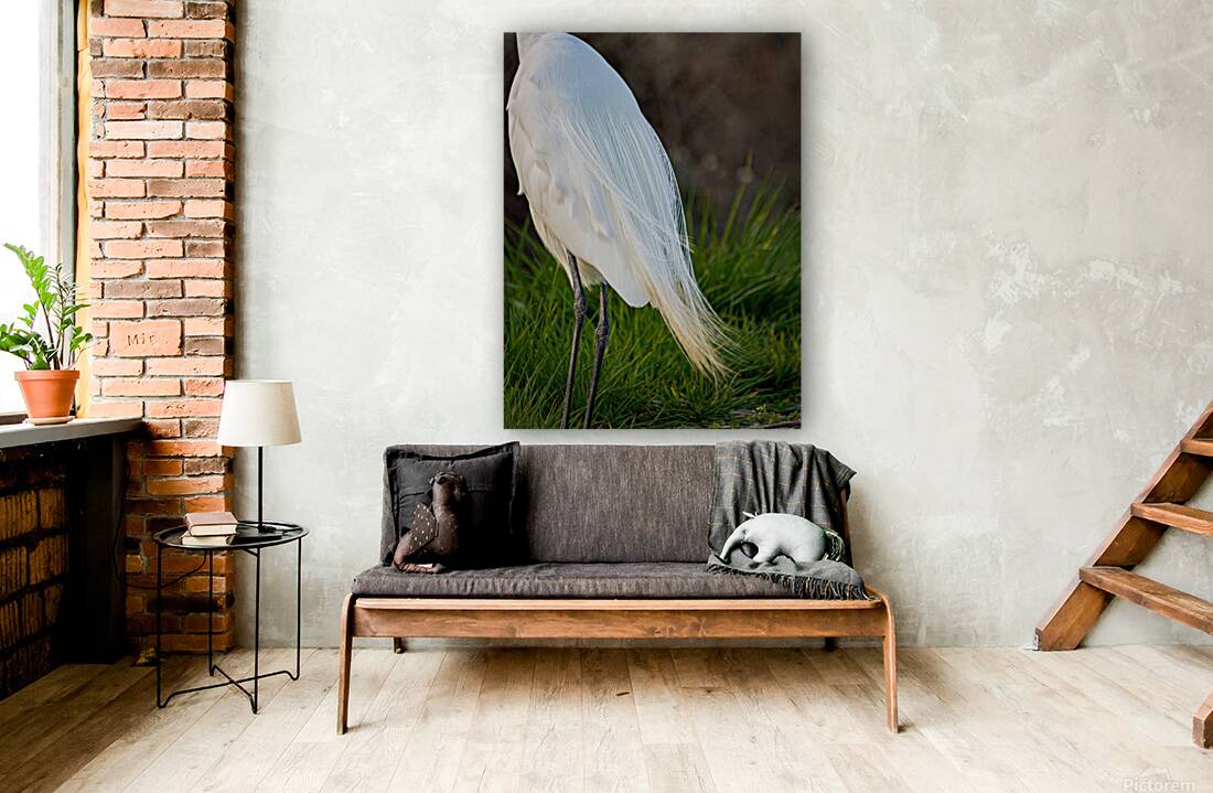 Snowy Egret Silhouette  Reproduction