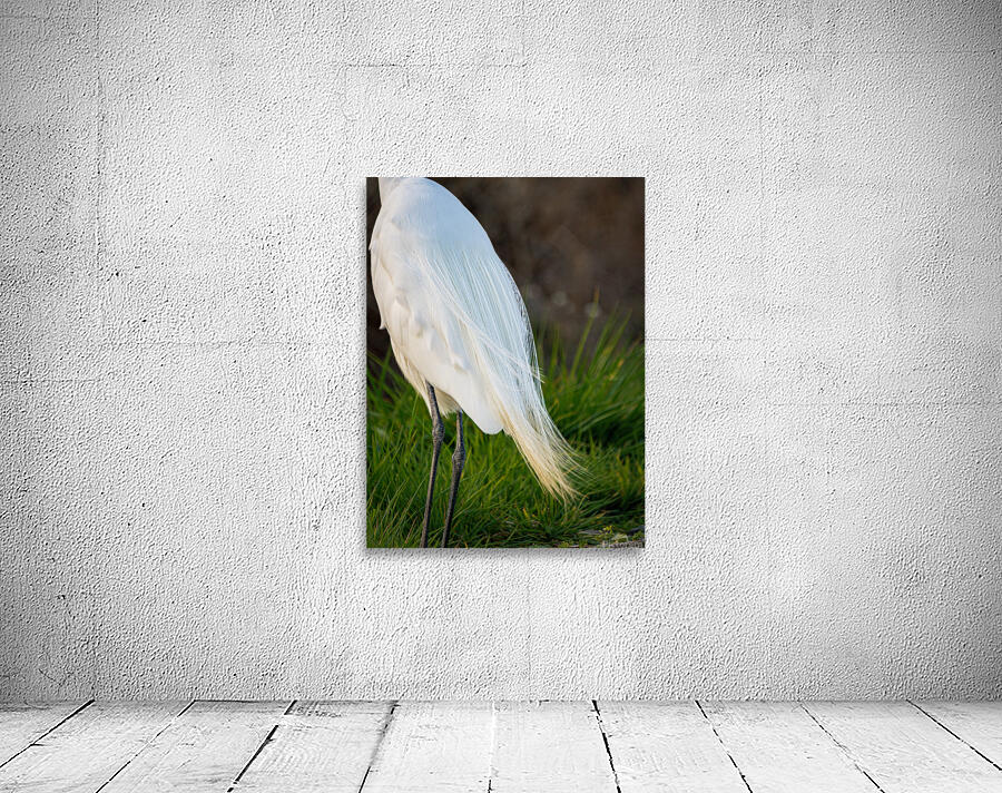 Snowy Egret Silhouette  Wall Preview