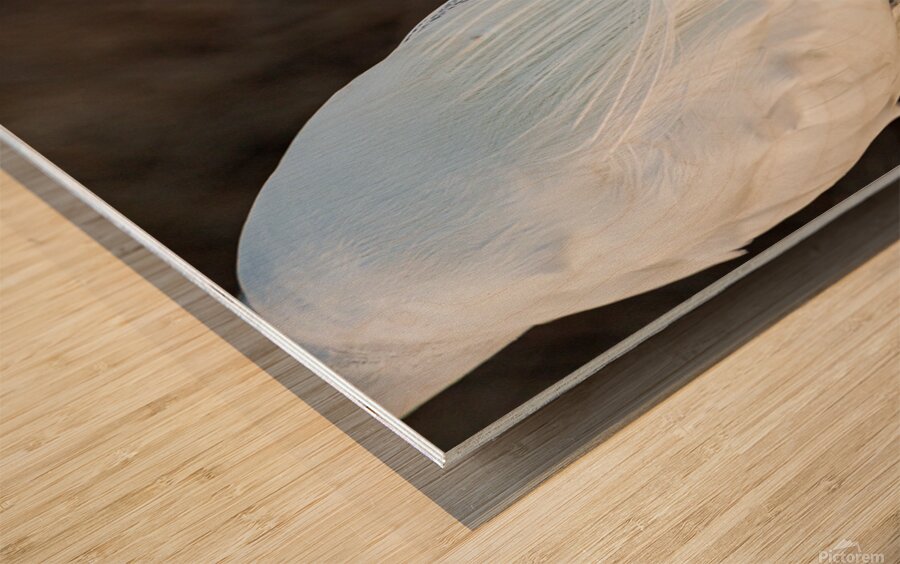 Snowy Egret Silhouette  Wood print