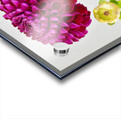 Beautifully Dahlia Acrylic print