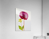Beautifully Dahlia Acrylic Print