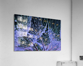 Rainy Day Salsify Acrylic Print