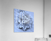 Devotion Acrylic Print