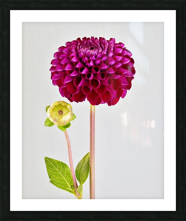 Beautifully Dahlia Picture Frame print