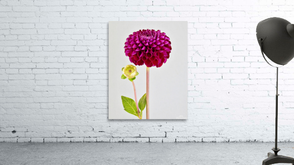 Beautifully Dahlia Wall Preview