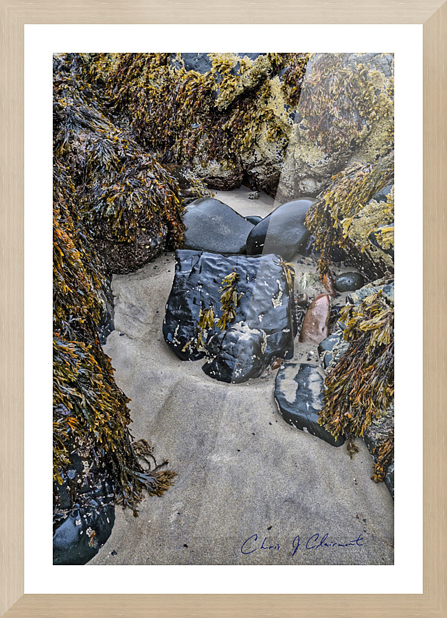 Seaweed & Ocean Air Picture Frame print