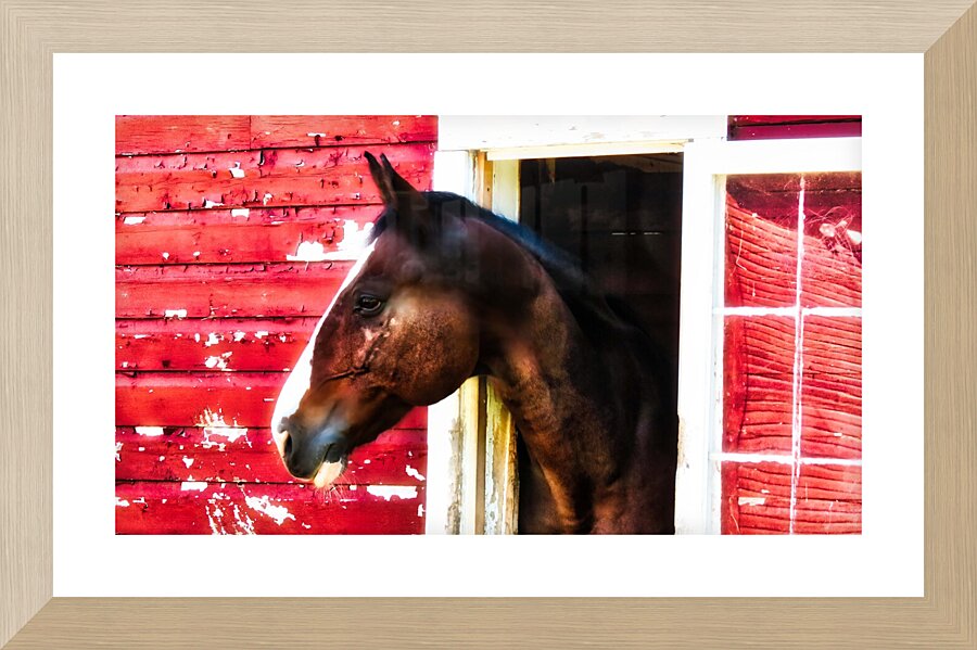 Horse Picture Frame print