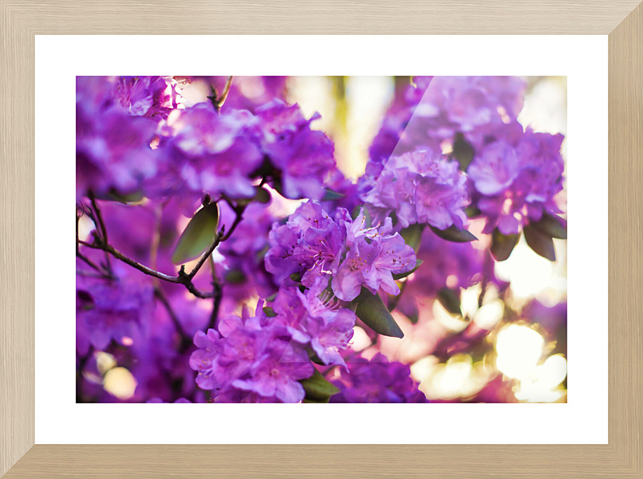  Fine Art print