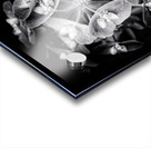 V1089 Acrylic print
