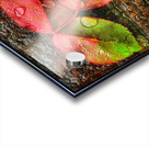 V1110 Acrylic print