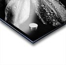 V1111 Acrylic print