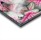 V1170 Acrylic print