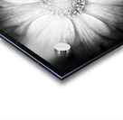 V1183 Acrylic print