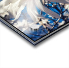 V1195 Acrylic print