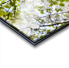 V1205 Acrylic print