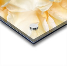 V1207 Acrylic print
