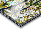 V1211 Acrylic print