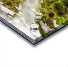 V1483 Acrylic print
