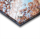 V1665 Acrylic print