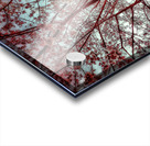 V1668 Acrylic print