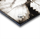 V312 Acrylic print