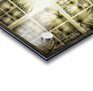 V334 Acrylic print