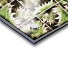 V342 Acrylic print