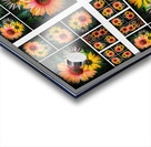 V349 Acrylic print