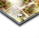 V361 Acrylic print