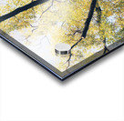 V453 Acrylic print
