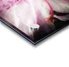 V627 Acrylic print