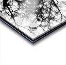 V978 Acrylic print