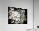 V1071 Acrylic Print
