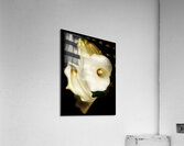 V1091 Acrylic Print