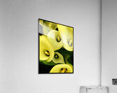 V1093 Acrylic Print