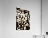 V1094 Acrylic Print