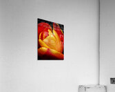 V1096 Acrylic Print