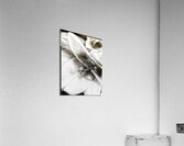 V1103 Acrylic Print