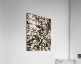 V1104 Acrylic Print