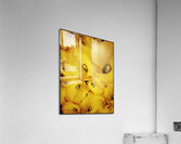 V1105 Acrylic Print