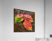 V1110 Acrylic Print