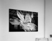 V1111 Acrylic Print