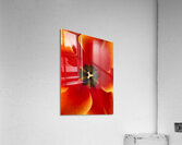 V1117 Acrylic Print