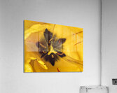V1118 Acrylic Print